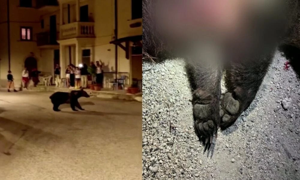 Ιταλία: Δημόσια κατακραυγή για τη δολοφονία της καφέ αρκούδας
